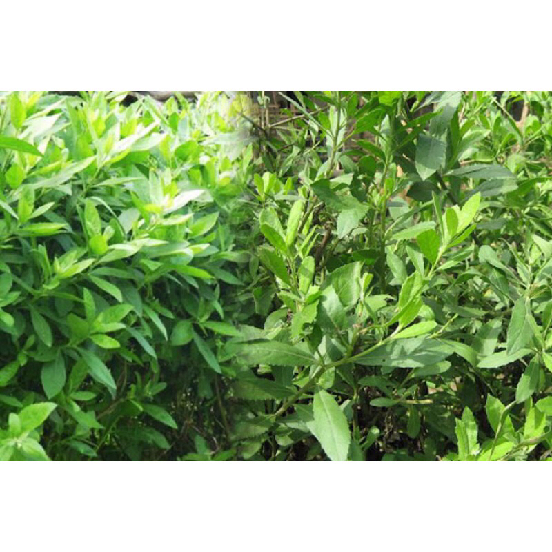 500gr lá cúc tần tươi