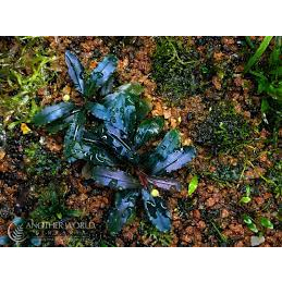 Cây Thuỷ Sinh Bucephalandra Ghost