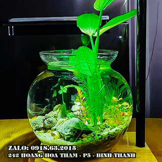 Bình thủy tinh nuôi cá để bàn bct1, chậu cá thủy tinh mini, bình thủy tinh trồng cây thủy sinh