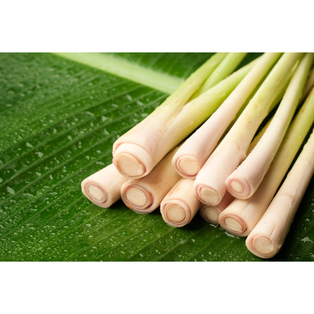 Tinh dầu Sả chanh 10ml - 100ml / Lemongrass Essential Oil