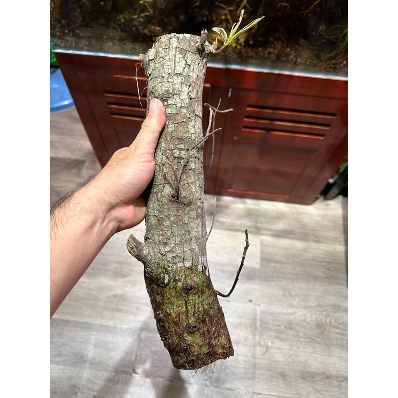 Cây rù rì thủy sinh , bán cạn , biotop 40-50cm