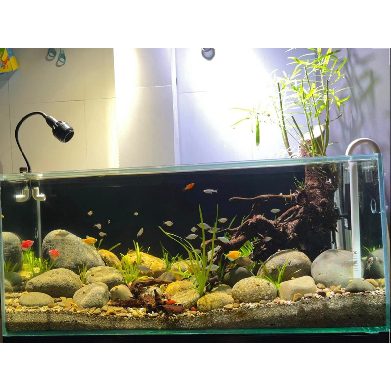 Cây rù rì thủy sinh , bán cạn , biotop 40-50cm