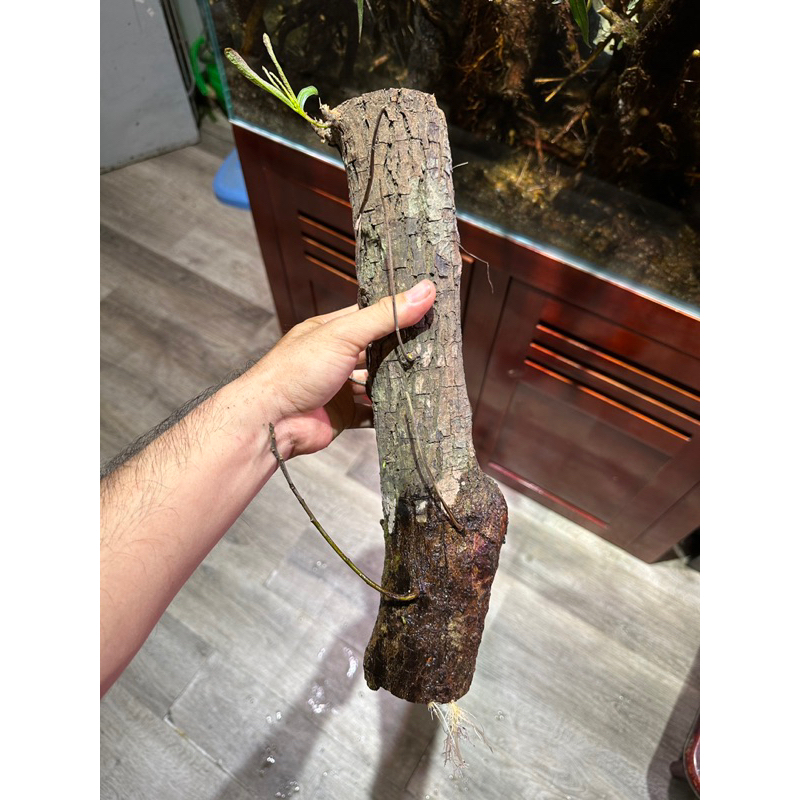 Cây rù rì thủy sinh , bán cạn , biotop 40-50cm