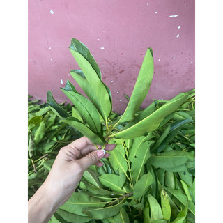 LÁ VỐI NẾP TƯƠI/KHÔ