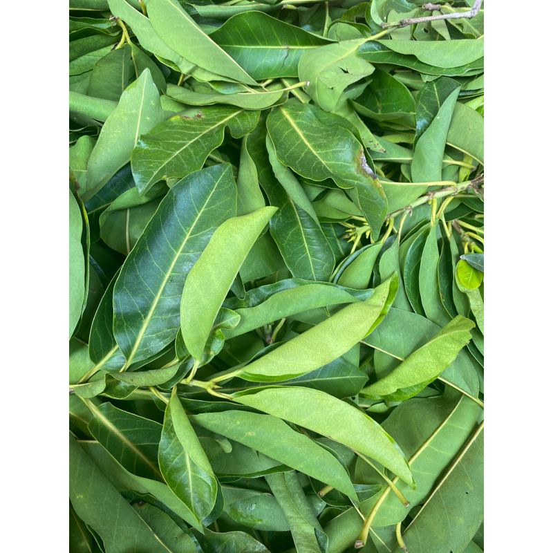 LÁ VỐI NẾP TƯƠI/KHÔ