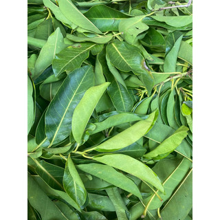 LÁ VỐI NẾP TƯƠI/KHÔ