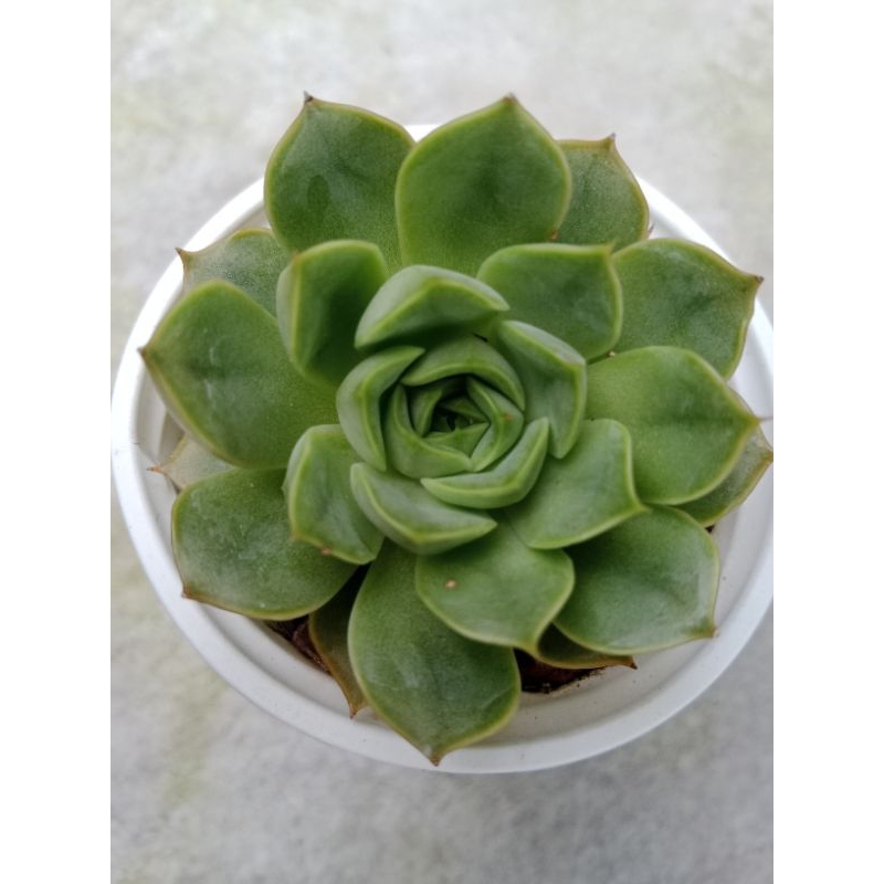 SEN ĐÁ HOA HỒNG NÂU SIZE BẦU