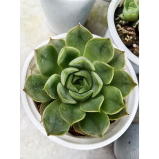 SEN ĐÁ HOA HỒNG NÂU SIZE BẦU