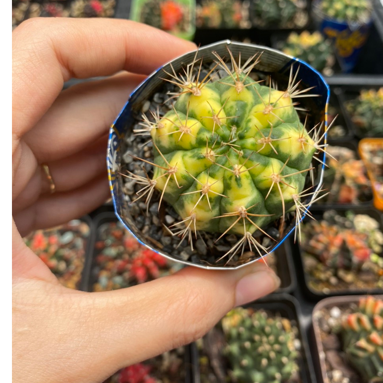 Xương rồng Gymno Lucky Yellow. Ảnh thật tại vườn . Ship cây ngẫu nhiên.
