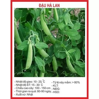 Hạt giống đậu hà lan gói 50gr