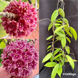 Hoa Cẩm cù hoya hanhiae pink thân leo, nhiều kích thước, hoa thơm, siêng hoa
