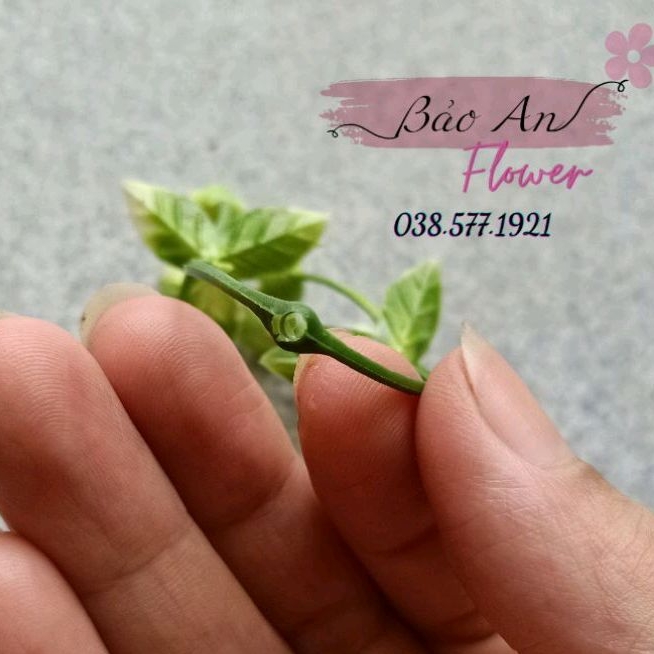 100gr Cỏ điểm hoa Baby  trắng cao cấp đã nhặt sạch dùng trang trí cắm hoa sáp, hoa lụa, làm hoa đội đầu