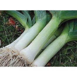 Hạt giống Tỏi Tây (Hành Baro) 5GR