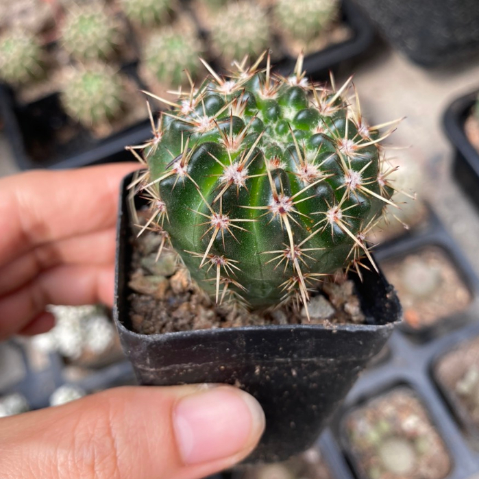 Xương rồng gai kiếm size mini