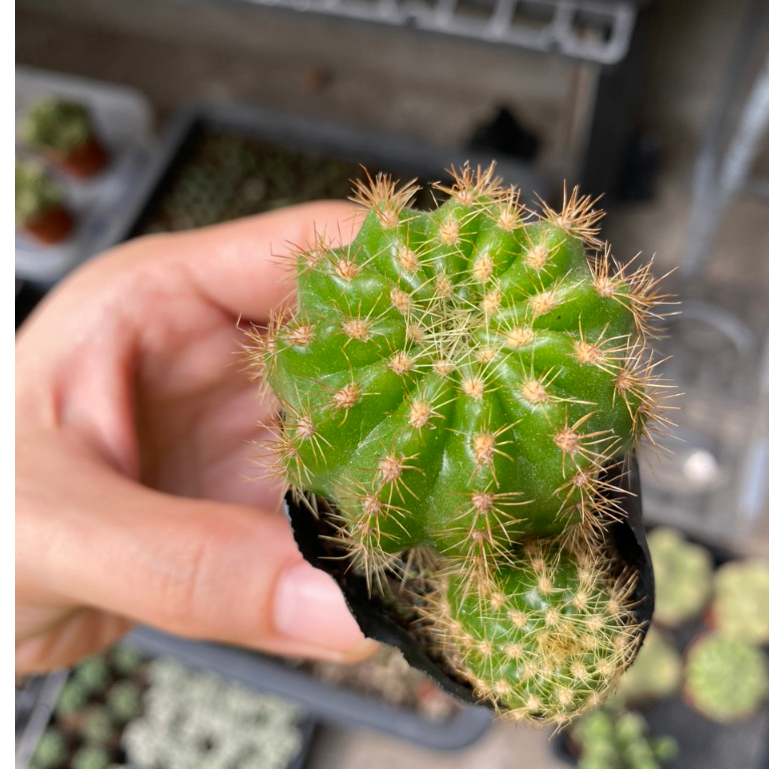 Xương rồng bí xanh size mini . Ảnh thật tại vườn.