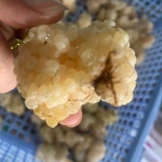 ( 10Ổ)Trứng Ốc Nhồi Miền Bắc