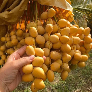 Cây chà là cấy mô Barhee