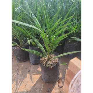 Cây chà là cấy mô Barhee