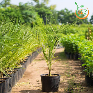 Cây chà là cấy mô Barhee