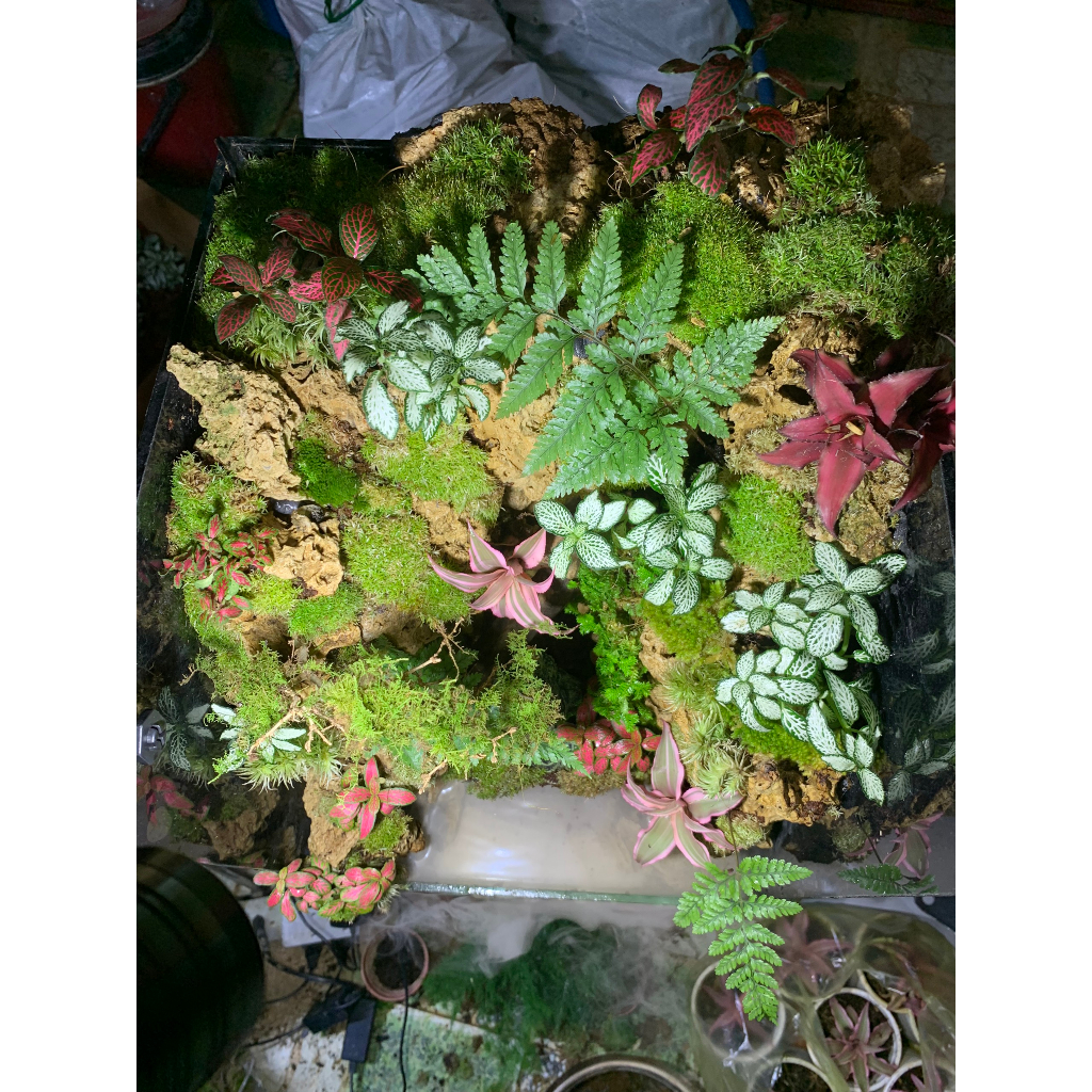 Rêu Đầu Trắng  Trang Trí Bình Terrarium - Hộp 12x18