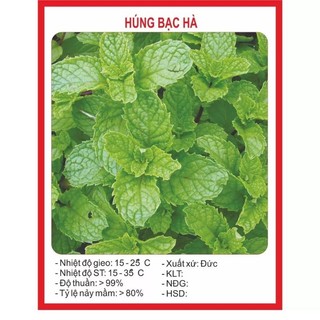 Hạt giống húng bạc hà, húng dũi, húng lủi 0.1gr
