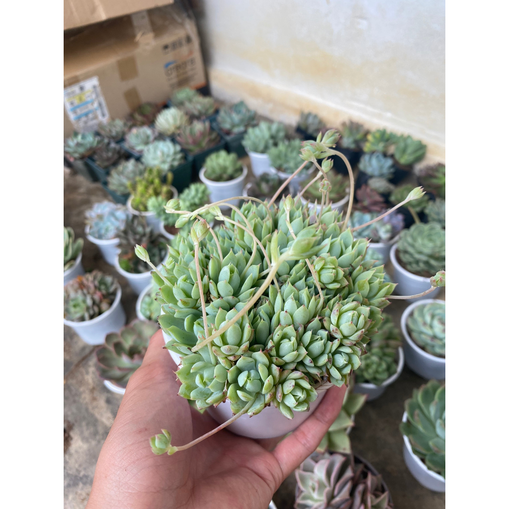 Sen đá combo 5 loại size trung bình 10-12cm,Sen bầu xuất xứ Đà Lạt khoẻ đẹp, thích nghi mọi khí hậu