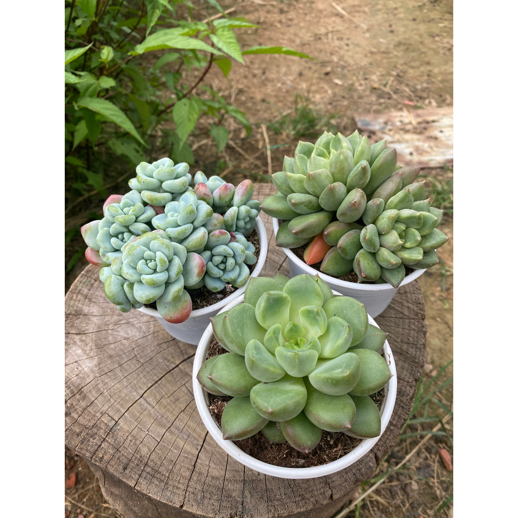 Sen đá combo 5 loại size trung bình 10-12cm,Sen bầu xuất xứ Đà Lạt khoẻ đẹp, thích nghi mọi khí hậu