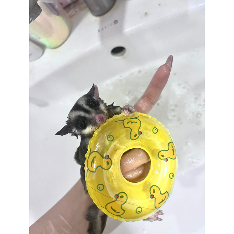 Phao tập bơi cho Sóc Bay/Hamster
