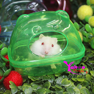 [xả hàng dọn kho] Nhà tắm mika ếch nhỏ cho Hamster