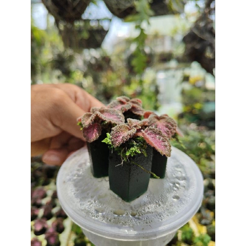 Episcia, cây bán cạn, terrarium, paludarium, công trình, tiểu cảnh, trang trí, ấm kiếm, cây foam