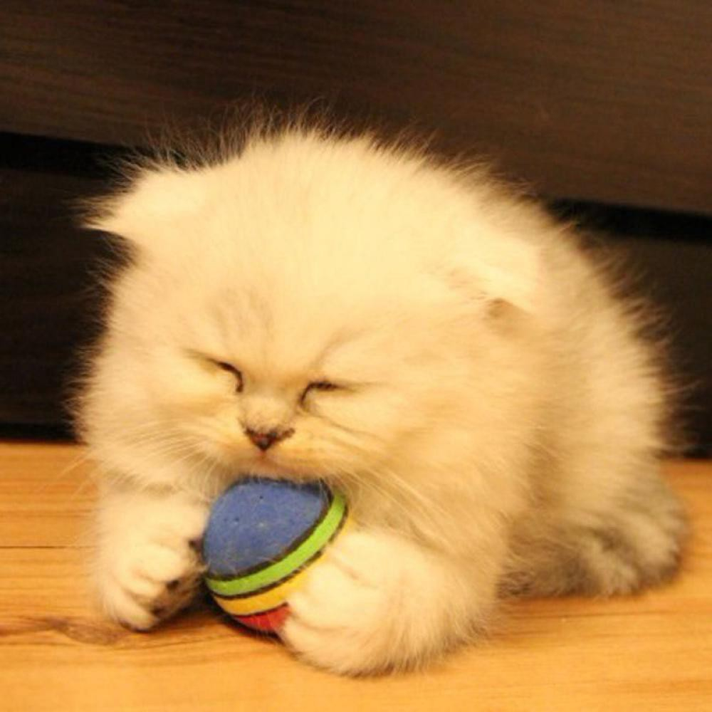 Đồ chơi cho chó mèo bóng kẻ 7 màu chất liệu mút xốp EVA an toàn giải trí vui nhộn- Medipet