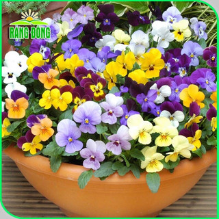 Hạt giống Hoa păng xê nhiều màu RD 821