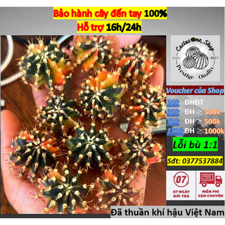 Chồi xương rồng gym lem Fantasia CACTUSONE_SHOP ưu tiên để tháp kích thướt 2-3cm