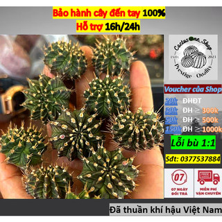 Chồi xương rồng gym lem tosakan cactusone_shop ưu tiên để tháp kích thướt 2-3cm