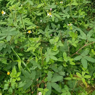 Cây xấu hổ tím 1kg khô.thơm