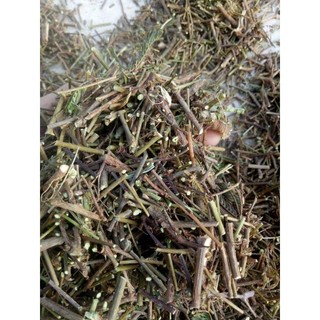 Cây xấu hổ tím 1kg khô.thơm