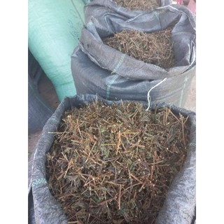 Cây xấu hổ tím 1kg khô.thơm