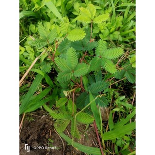 Cây xấu hổ tím 1kg khô.thơm