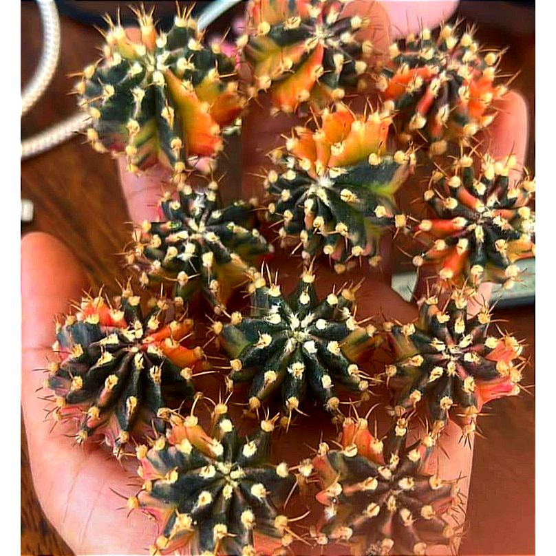 Chồi xương rồng gym lem Fantasia CACTUSONE_SHOP ưu tiên để tháp kích thướt 2-3cm