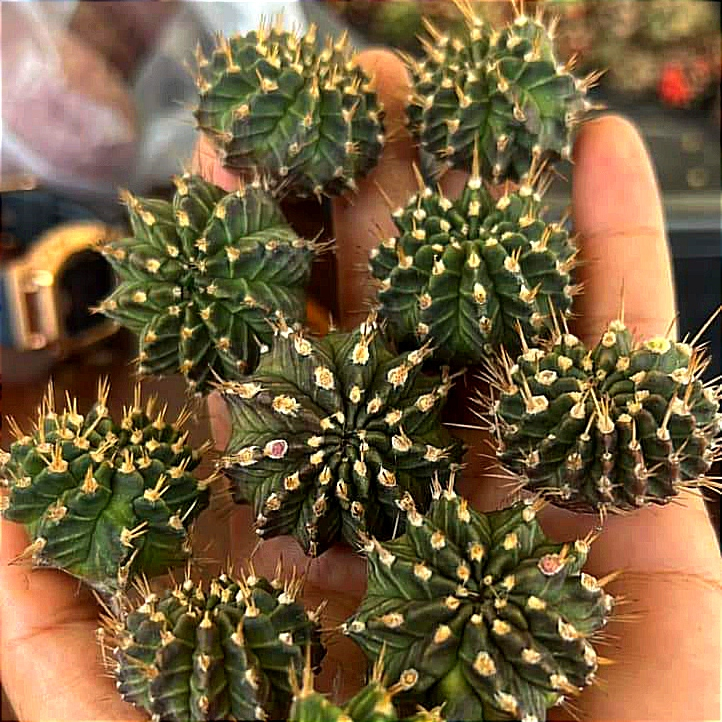 Chồi xương rồng gym lem Tosakan CACTUSONE_SHOP ưu tiên để tháp kích thướt 2-3cm
