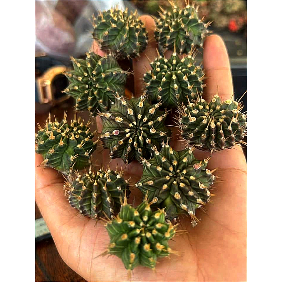 Chồi xương rồng gym lem Tosakan CACTUSONE_SHOP ưu tiên để tháp kích thướt 2-3cm
