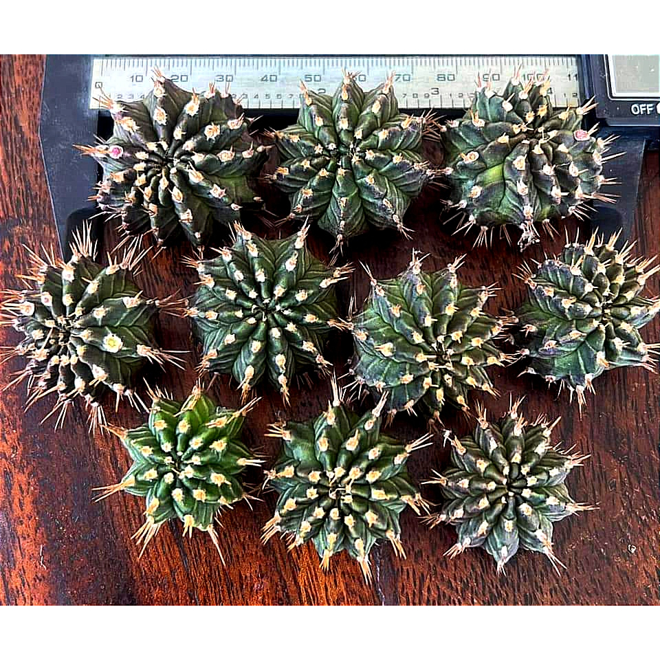 Chồi xương rồng gym lem Tosakan CACTUSONE_SHOP ưu tiên để tháp kích thướt 2-3cm
