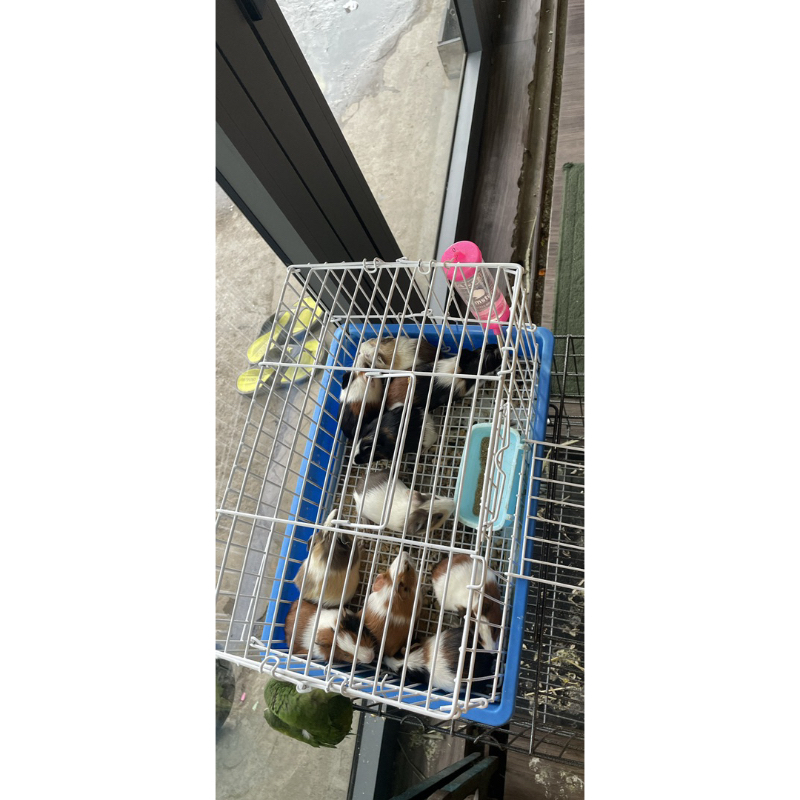 Lồng sắt sơn tĩnh điện cho thỏ,bọ ,chống sét .