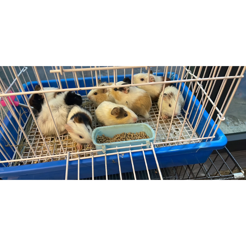 Lồng sắt sơn tĩnh điện cho thỏ,bọ ,chống sét .