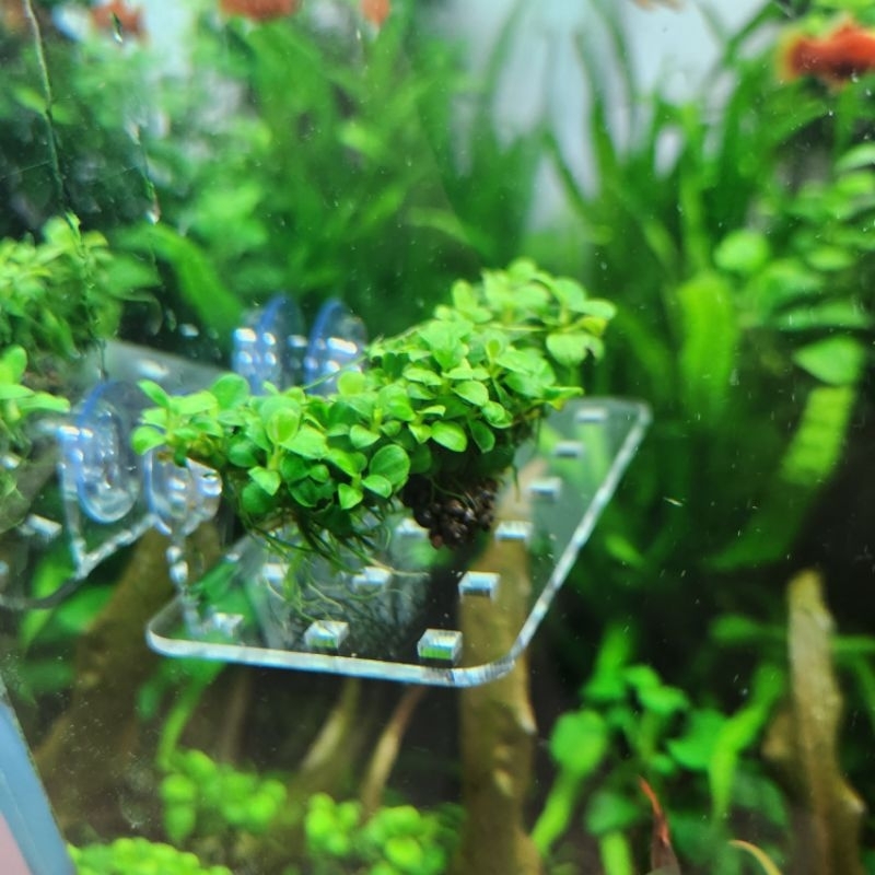 Vỉ Acrylic Trồng Cây Thủy Sinh - Giá đỡ giá thể ươm cây thủy sinh