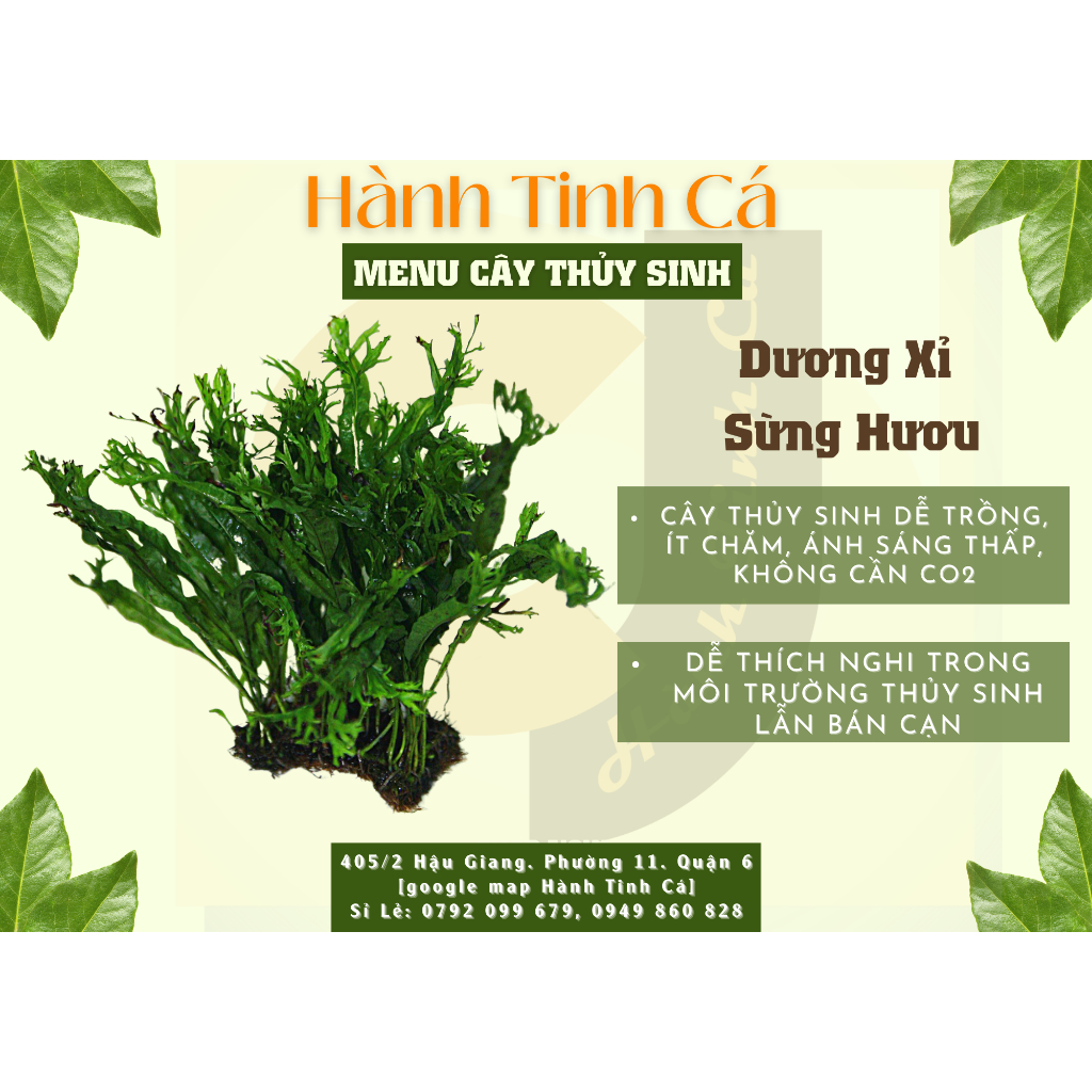 Cây Dương Xỉ Sừng Hươu | Cây Thuỷ Sinh Dễ Trồng