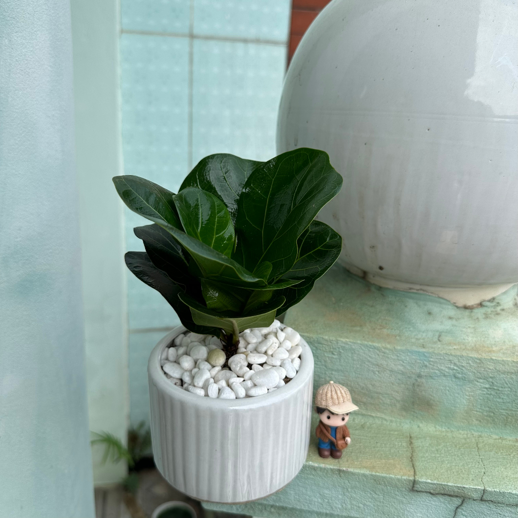 Cây bàng singapore mini, Cao 20cm - Cây để bàn, trang trí nội thất