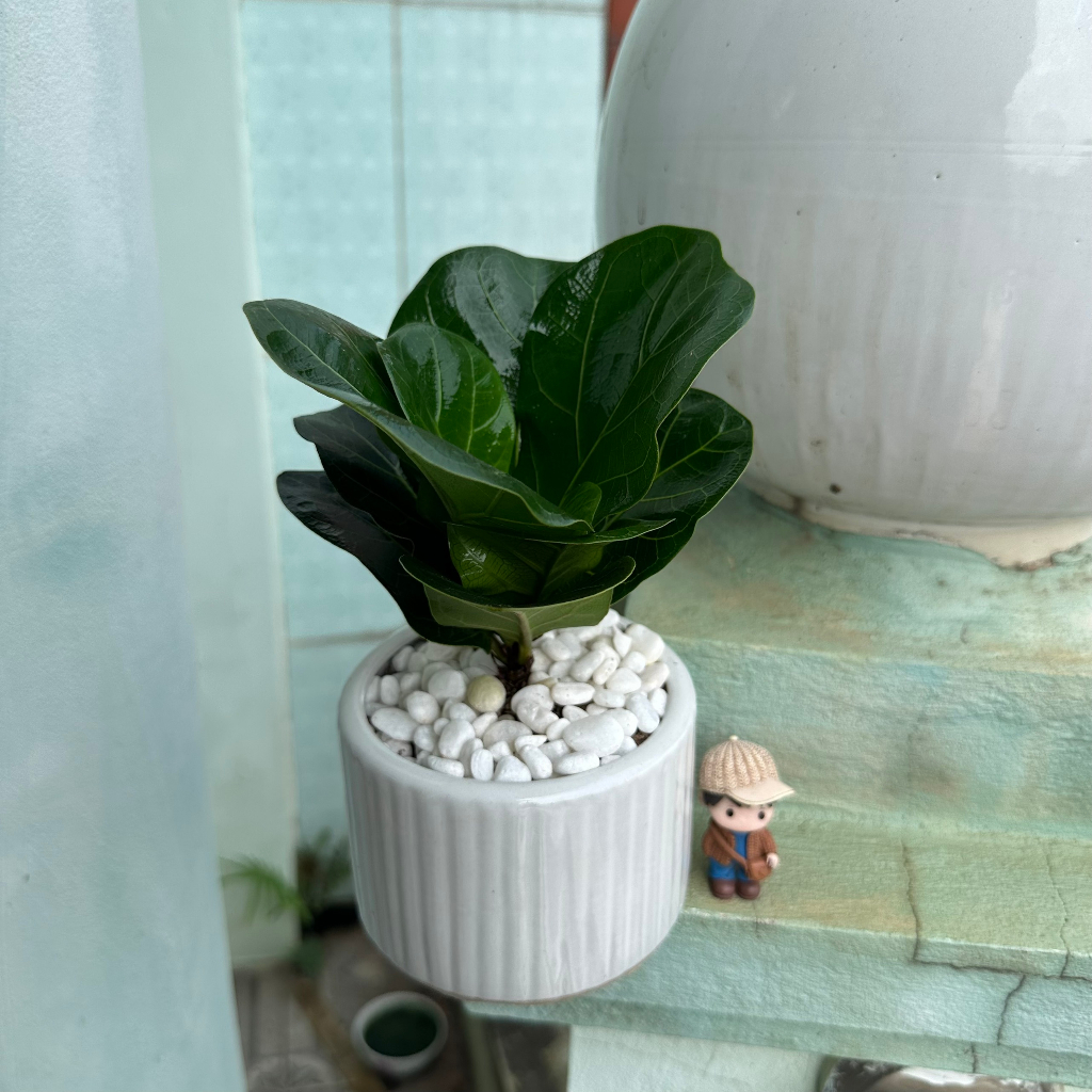 Cây bàng singapore mini, Cao 20cm - Cây để bàn, trang trí nội thất