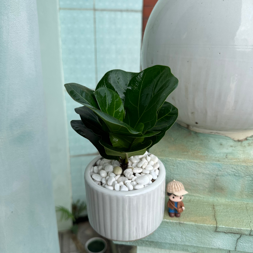 Cây bàng singapore mini, Cao 20cm - Cây để bàn, trang trí nội thất