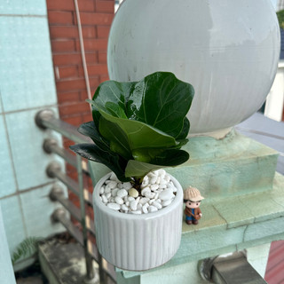 Cây bàng singapore mini, Cao 20cm - Cây để bàn, trang trí nội thất